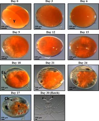 Transcriptomic Analysis and Time to Hatch Visual Prediction of Embryo Development in the Ornate Spiny Lobster (Panulirus ornatus)